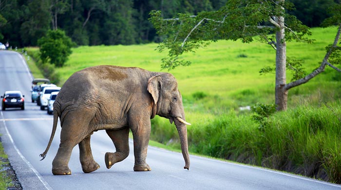 Opciones para viajar de Bangkok a Khao Yai